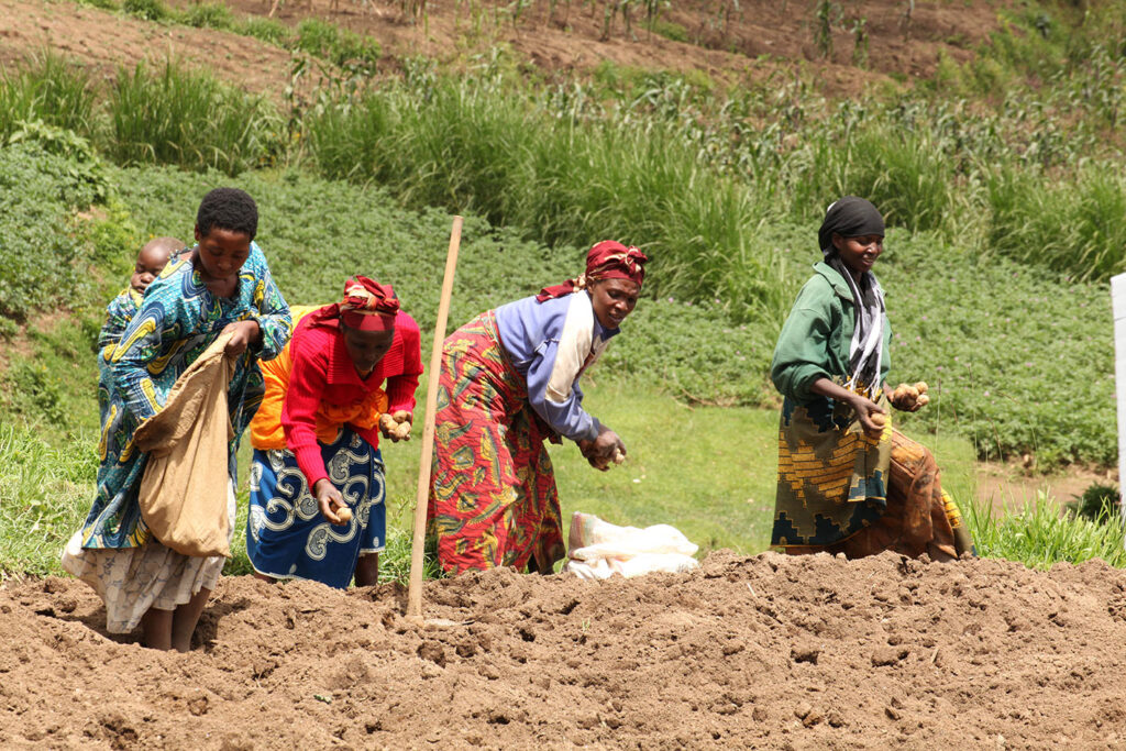 Freude in Ostafrika: KOLPING Ruanda ist jetzt ein ein staatlich zertifizierter Produzent von Saatkartoffeln!